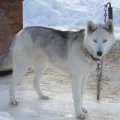 Seppala Siberian Sleddog
