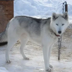 Seppala Siberian Sleddog