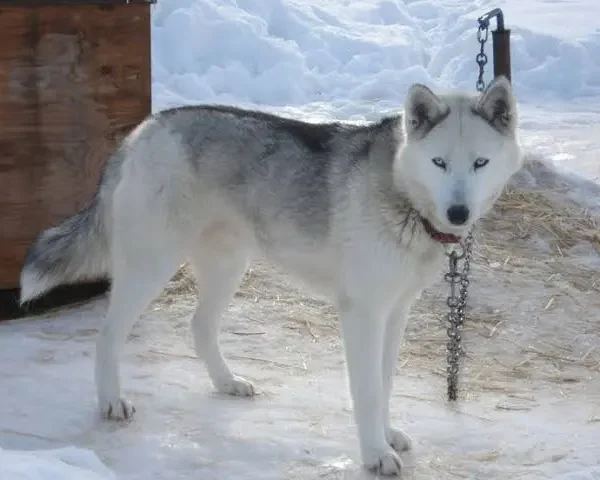 Seppala Siberian Sleddog