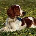 Welsh Springer Spaniel
