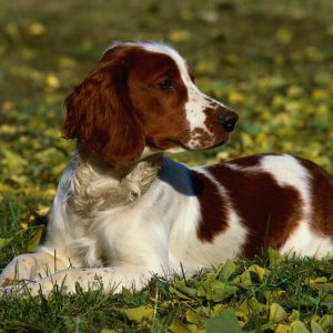 Welsh Springer Spaniel