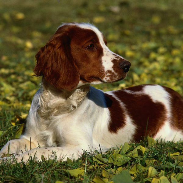 Welsh Springer Spaniel