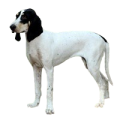Ariegeois (Ariege Hound)