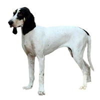 Ariegeois (Ariege Hound)