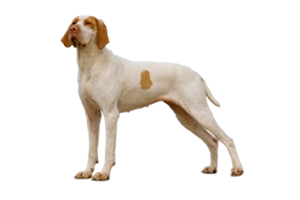 Ariege Pointer (Braque de l’Ariège)