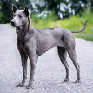 Thai Ridgeback