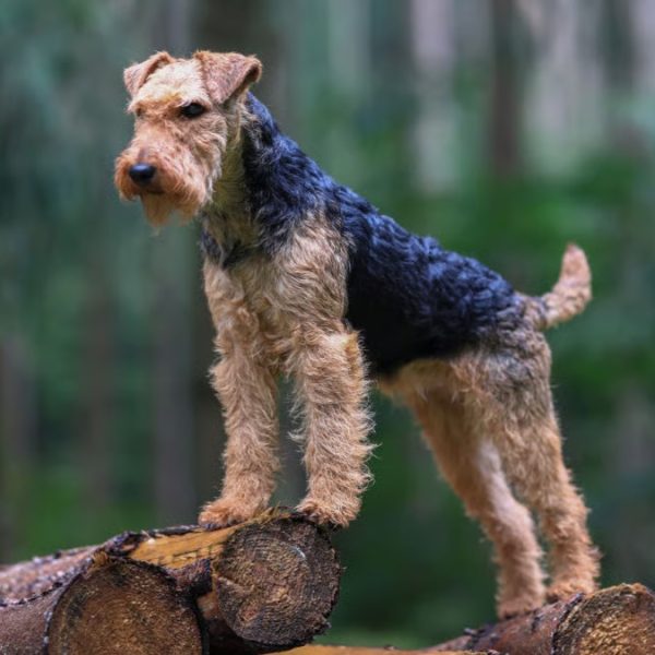Welsh Terrier