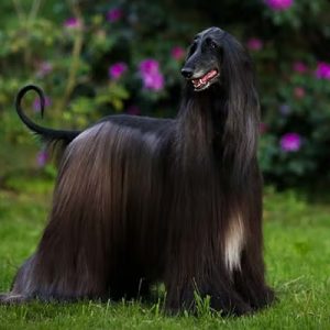 Afghan Hound