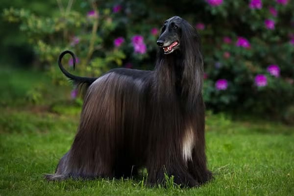 Afghan Hound