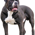Alapaha Blue Blood Bulldog