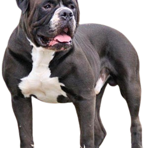 Alapaha Blue Blood Bulldog