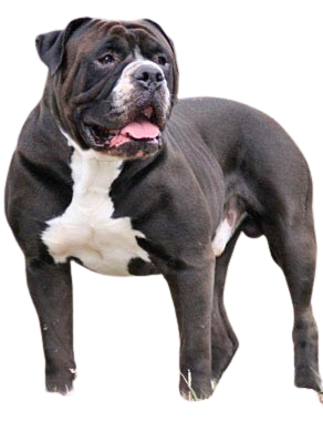 Alapaha Blue Blood Bulldog
