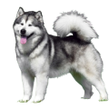 Alaskan Husky