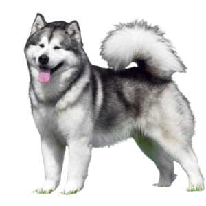 Alaskan Husky