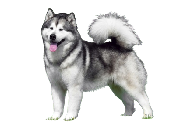 Alaskan Husky