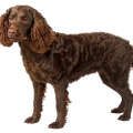 American Water Spaniel