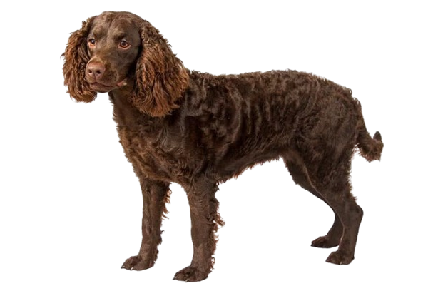 American Water Spaniel