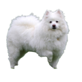 American Eskimo Dog