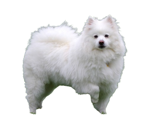 American Eskimo Dog