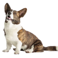 Cardigan Welsh Corgi