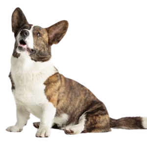 Cardigan Welsh Corgi