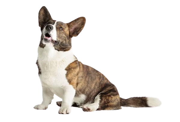 Cardigan Welsh Corgi