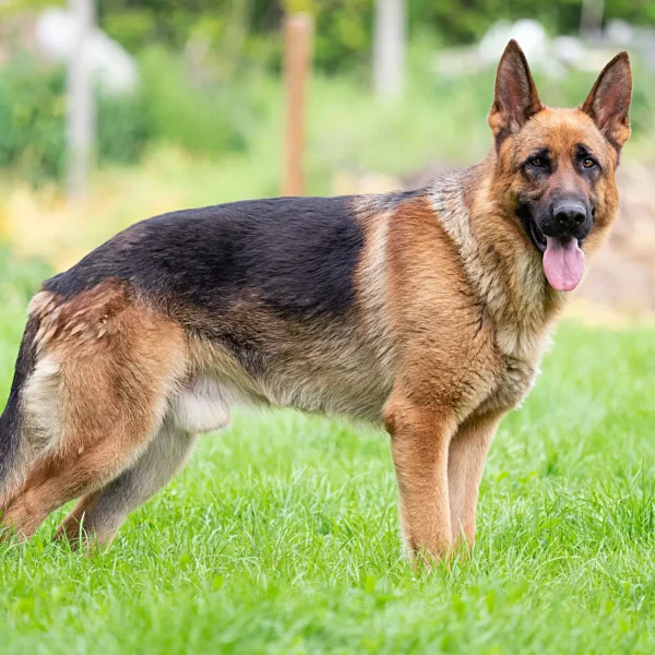 German Shepherd