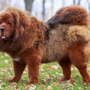 Tibetan Mastiff
