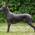 Xoloitzcuintli