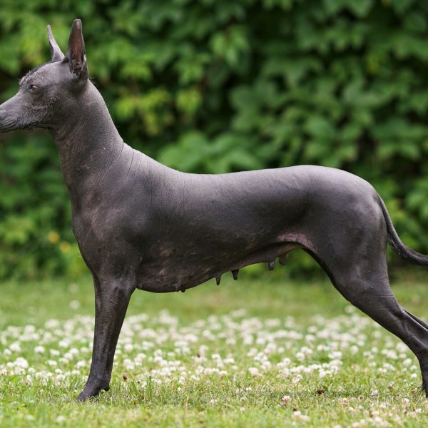 Xoloitzcuintli