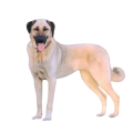 Anatolian Shepherd Dog