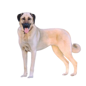 Anatolian Shepherd Dog