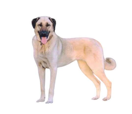 Anatolian Shepherd Dog
