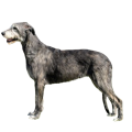 American Staghound
