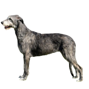 American Staghound