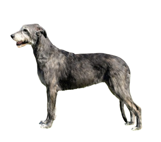 American Staghound