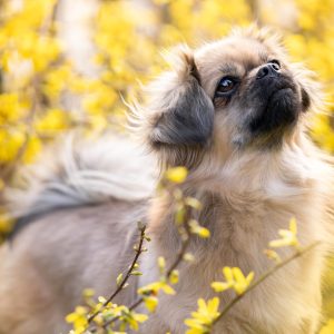 Tibetan Spaniel