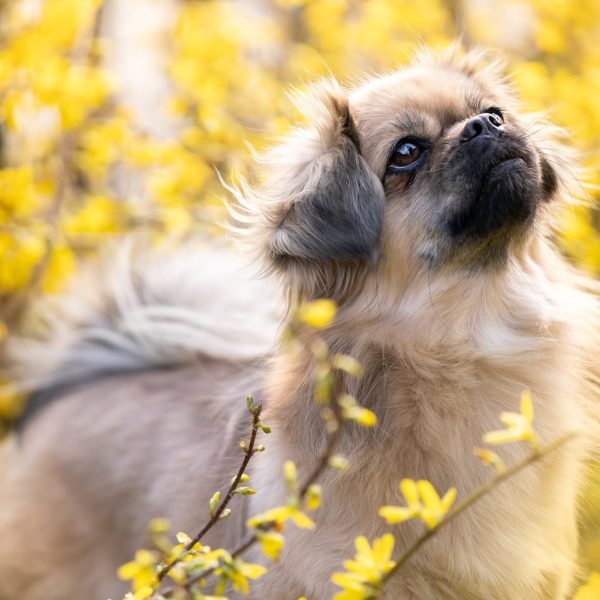 Tibetan Spaniel