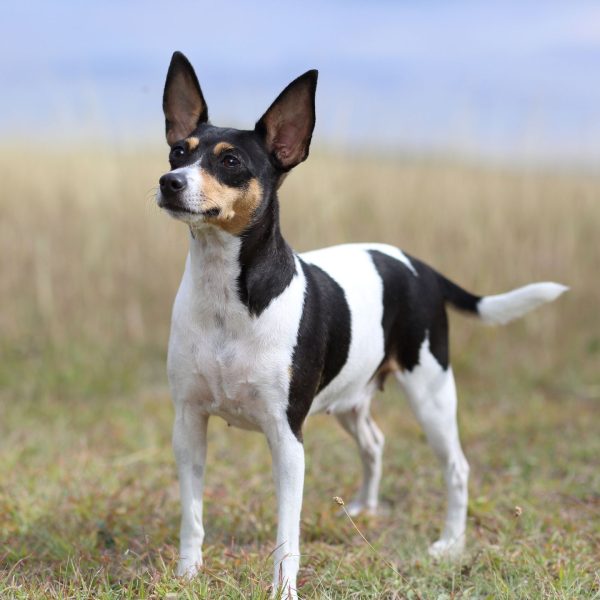 Toy Fox Terrier