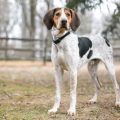 Treeing Walker Coonhound