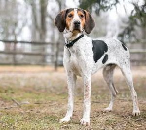 Treeing Walker Coonhound