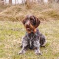 Wirehaired Pointing Griffon