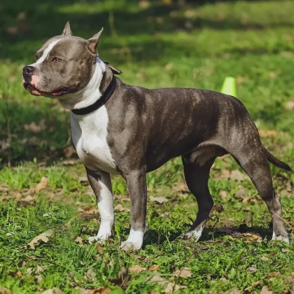 American Staffordshire Terrier