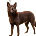 Australian Kelpie