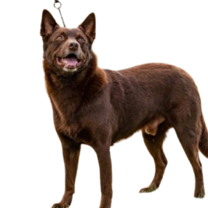 Australian Kelpie