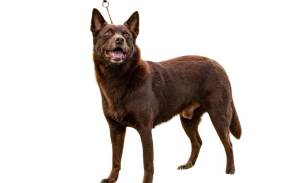 Australian Kelpie