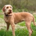 Wirehaired Vizsla