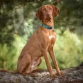 Vizsla