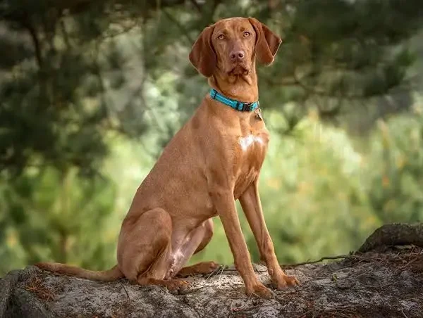 Vizsla