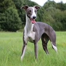 Whippet